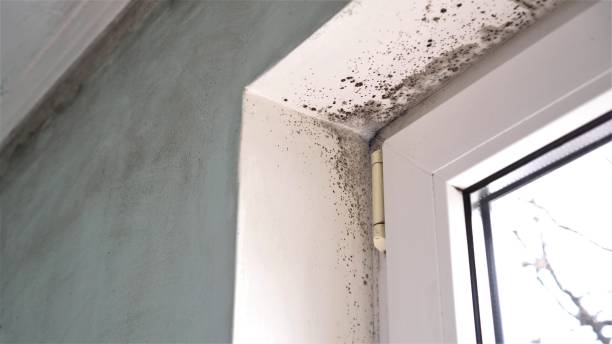 Best Environmental Consulting for Mold Prevention  in Inverness, CA