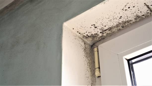 Dehumidification Services in Inverness, CA