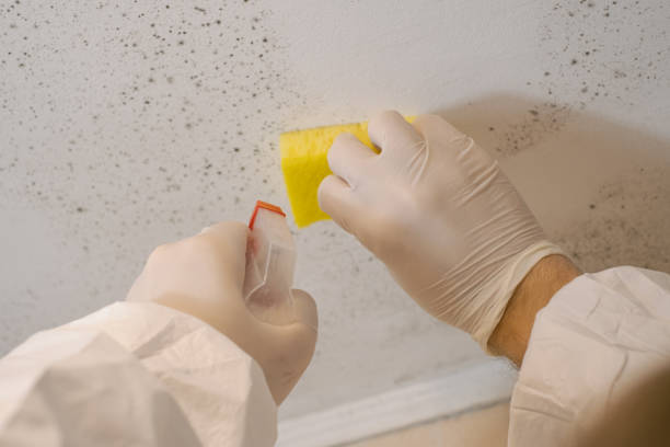 Best Real Estate Mold Inspection  in Inverness, CA