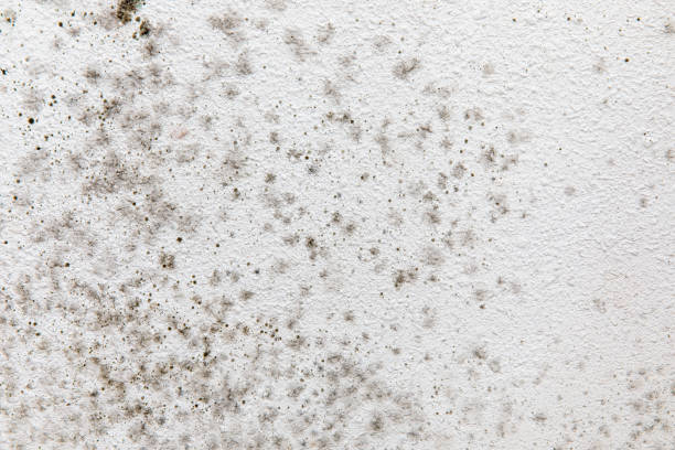 Best Mold Documentation for Insurance Claims  in Inverness, CA