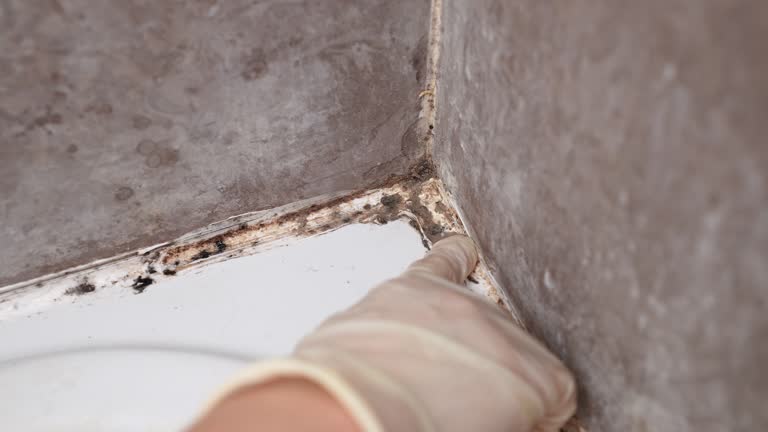 Best Attic Mold Removal  in Inverness, CA